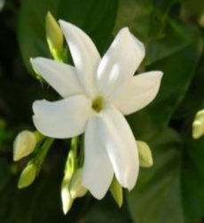 jasmine-grandi-flora-img
